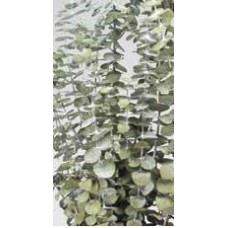 EUCALYPTUS PRESERVED FROSTED Basil- OUT OF STOCK